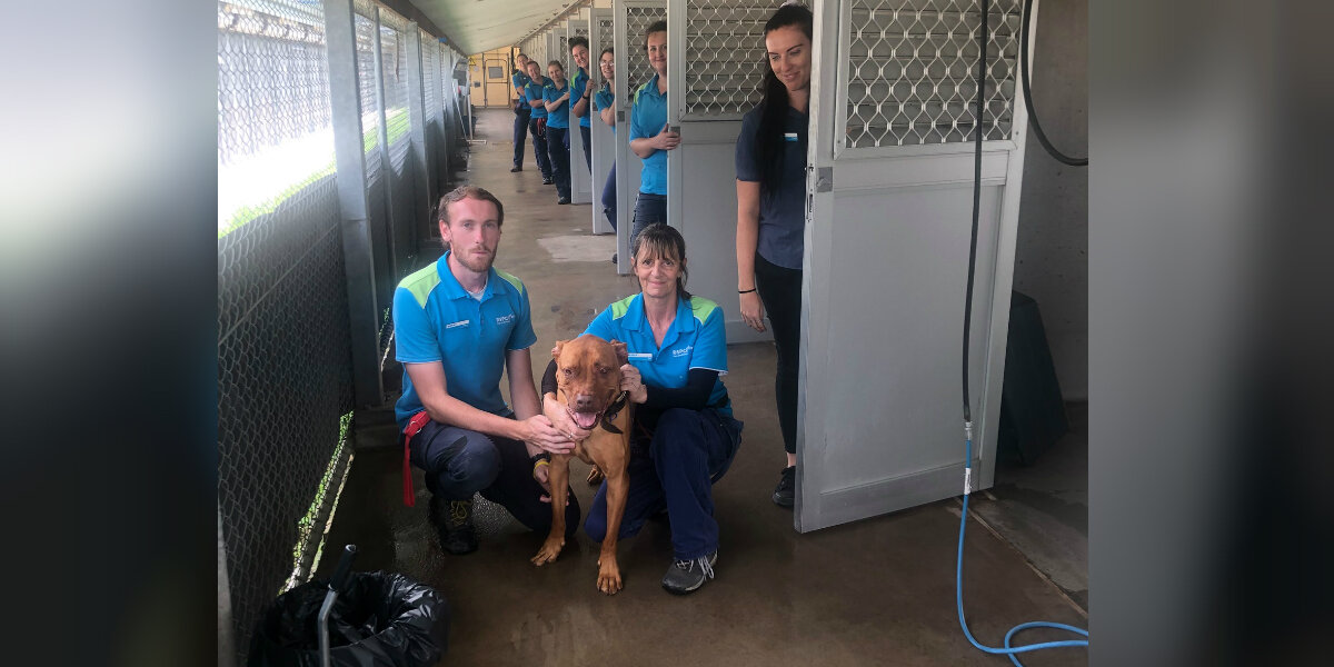 Every Dog Was Adopted — Except One