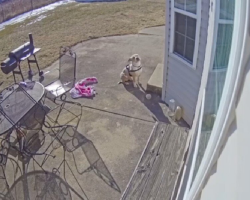 Security Camera Shows Cold, Shivering Dog Begging to Be Let Inside — Now He’s Safe and Smiling