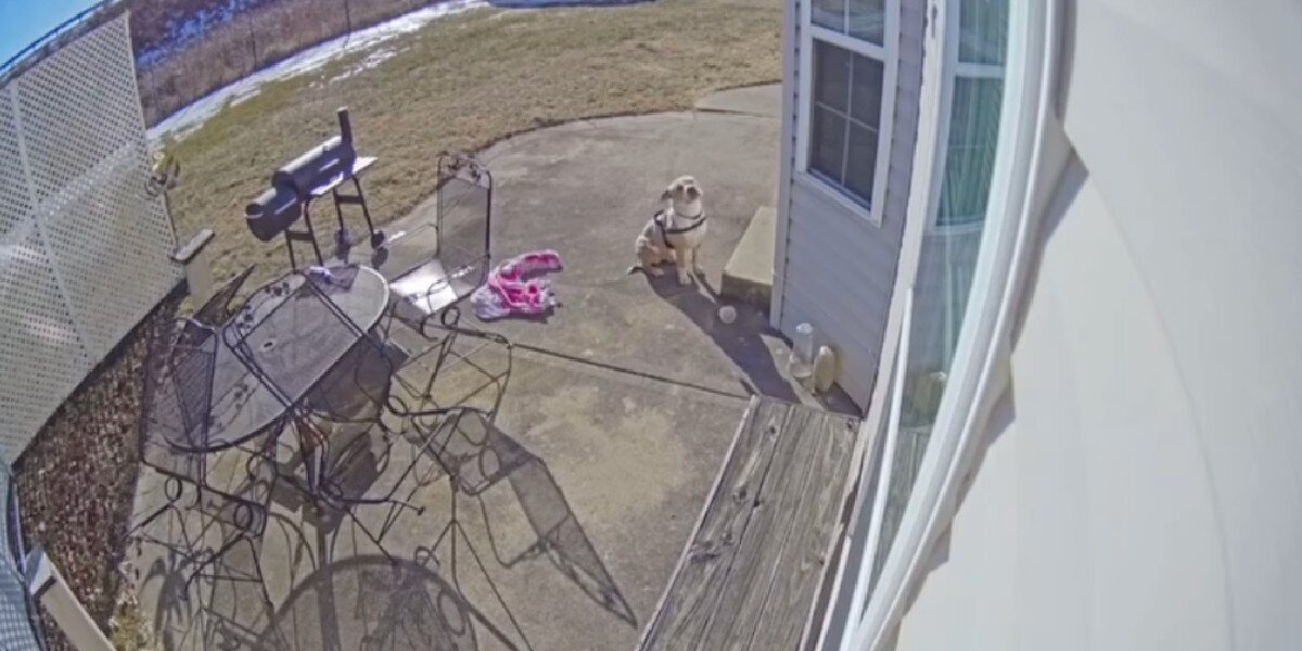 Security Camera Shows Cold, Shivering Dog Begging to Be Let Inside — Now He’s Safe and Smiling