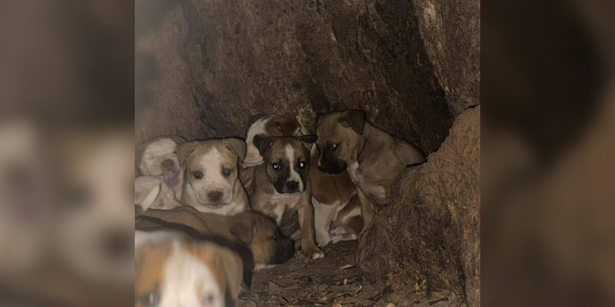 Woman Peeks Into Tree Trunk — And Finds 11 Tiny Puppies Waiting For Help
