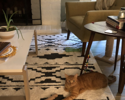 Cat Mom Sees Her Kitty on the Floor — Then Gasps at What Looks Like a Missing Paw