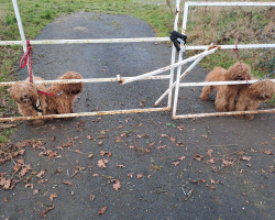 Biker Slams on Brakes After Spotting 4 Soaked Puppies Tied to Gate in the Rain