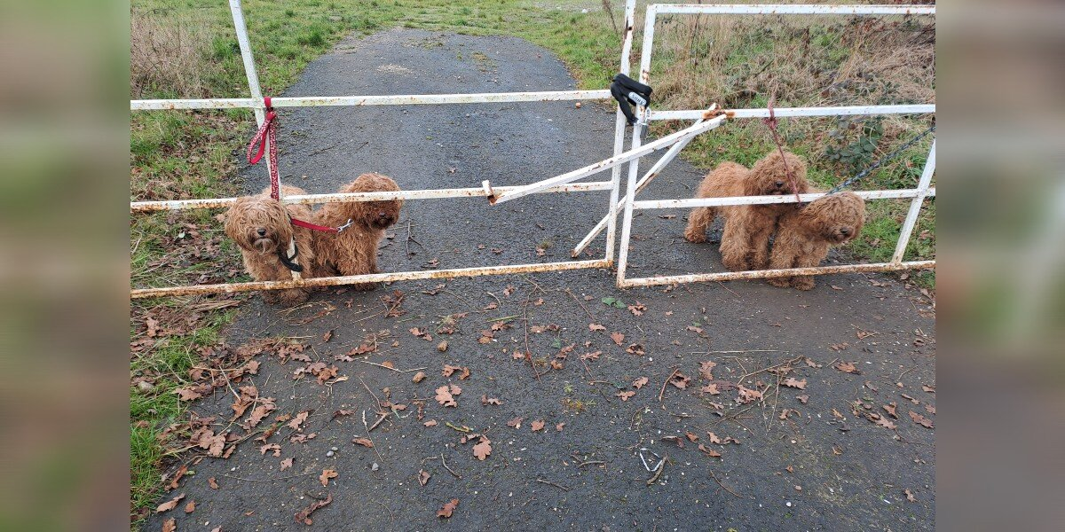 Biker Slams on Brakes After Spotting 4 Soaked Puppies Tied to Gate in the Rain