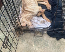 Neglected Pup Found Barely Alive in Crate Makes an Incredible Comeback
