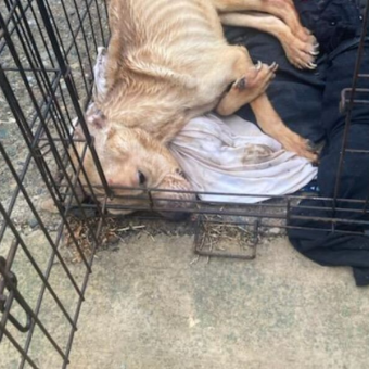 Neglected Pup Found Barely Alive in Crate Makes an Incredible Comeback