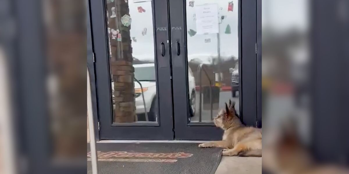 Blind Pup Collapses Outside Diner — But One Woman Refuses to Look Away