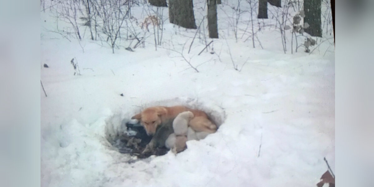 Stray Mom Digs Snow Den To Keep Her Puppies Alive — Then Everything Changes