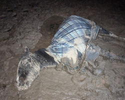 Horse Trapped in Frozen Mud Rescued Just in Time