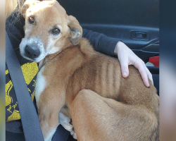 Dog Found Alone on Country Road Melts Into Rescuer’s Arms