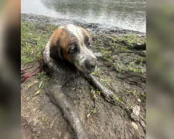 Bachelor Party Turns Into Unexpected Dog Rescue on River Adventure
