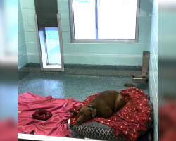 After 1,500 Days in the Shelter, This Sweet Dog Is Still Waiting — But Her Hope Is Fading