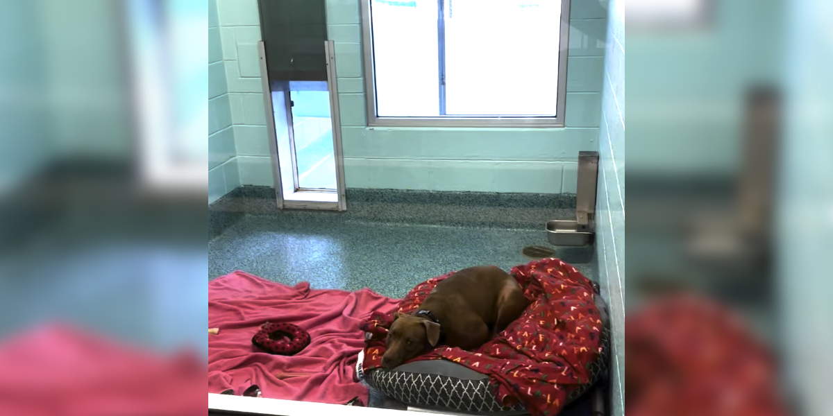 After 1,500 Days in the Shelter, This Sweet Dog Is Still Waiting — But Her Hope Is Fading