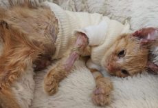Meet Archie: The Fearless Kitten Who Survived Unthinkable Pain — and Inspired the World