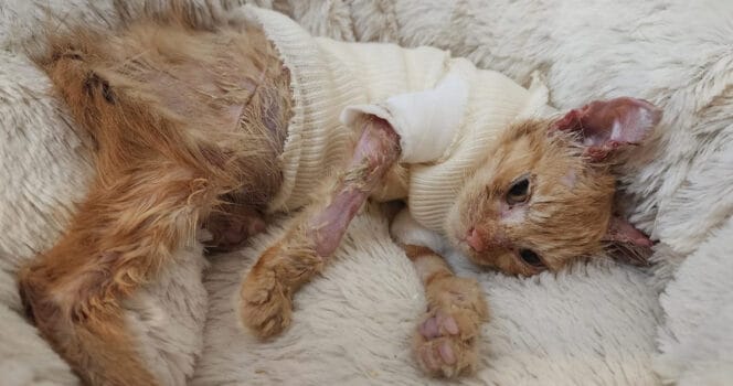 Meet Archie: The Fearless Kitten Who Survived Unthinkable Pain — and Inspired the World