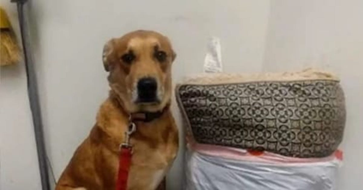 Dog Left at Shelter With All His Belongings Finally Finds the Love He Deserves