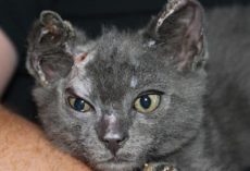 4-Week-Old Kitten Survives House Fire—Then Beats the Odds Again