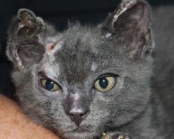 4-Week-Old Kitten Survives House Fire—Then Beats the Odds Again