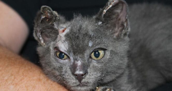 4-Week-Old Kitten Survives House Fire—Then Beats the Odds Again