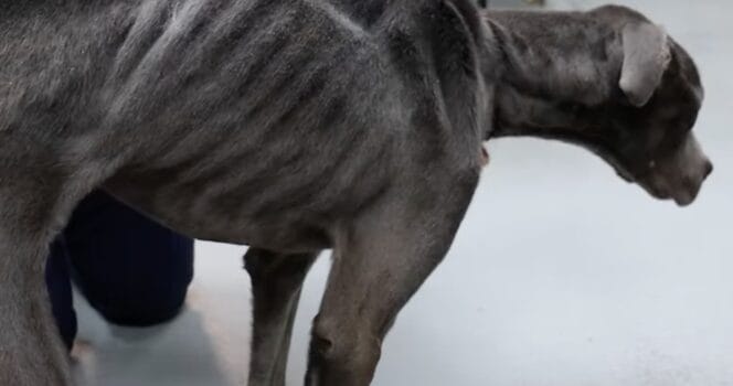 Wounded and Starving, He Lay Alone — Until a Stranger Stopped to Help