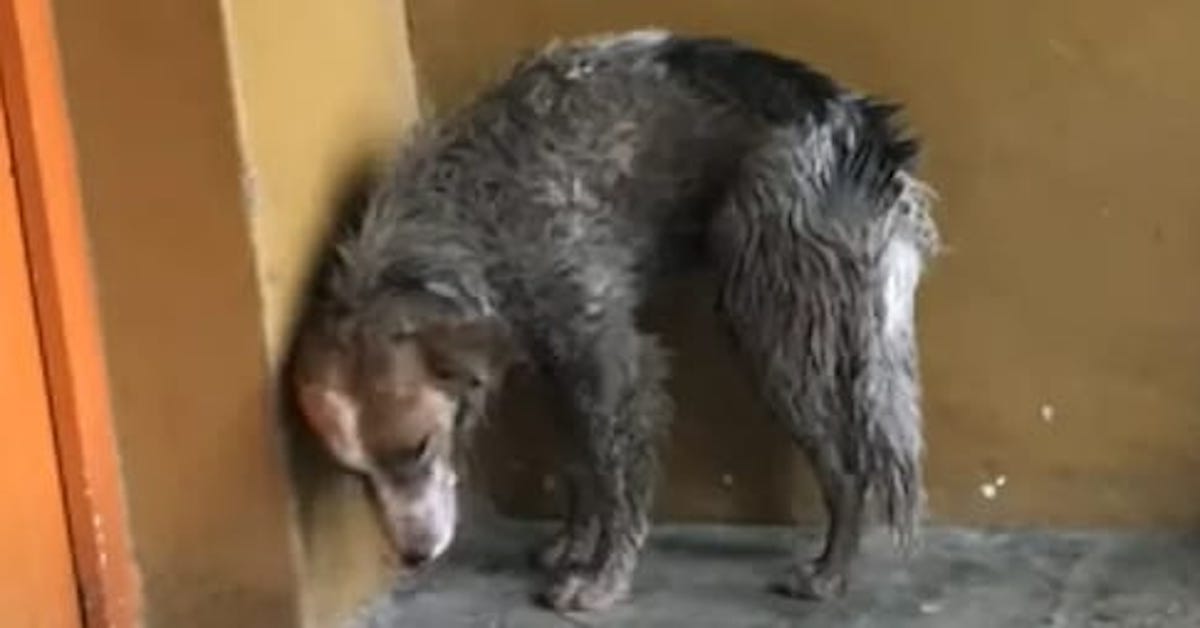 Abandoned Border Collie Transforms After Surviving Brutal Attack