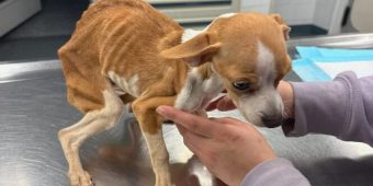 Starving Pup Abandoned in Bronx Apartment Finds Hope and a New Beginning