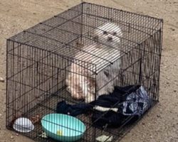 Rescuers Face Gut-Wrenching Choice After Discovering Abandoned Dog in Cage