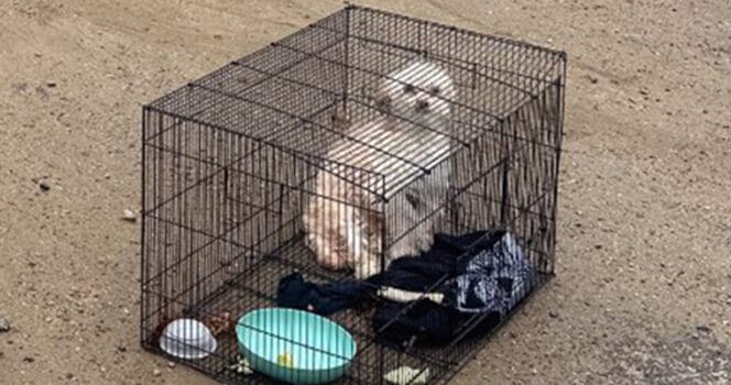 Rescuers Face Gut-Wrenching Choice After Discovering Abandoned Dog in Cage
