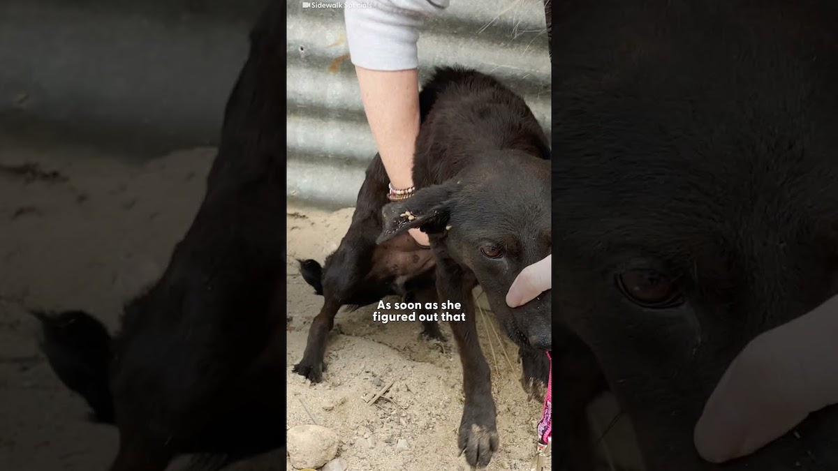 Senior Dog Who Was Left Behind Gets All The Toys She Wants