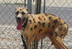 Starving Mama Dog Found Tied in Blistering Sun — Covered in Painted Leopard Spots