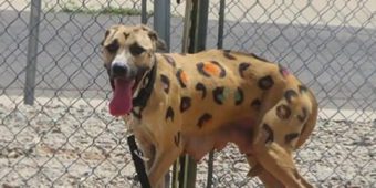 Starving Mama Dog Found Tied in Blistering Sun — Covered in Painted Leopard Spots