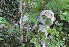 Dog Hides in Bush for Days — Then Neighbors Realize the Heartbreaking Reason