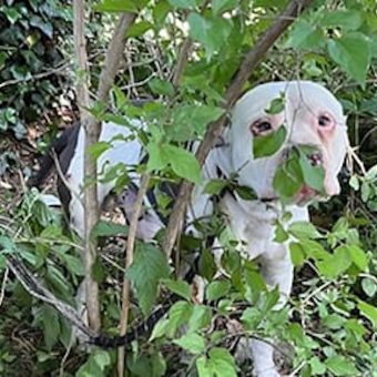 Dog Hides in Bush for Days — Then Neighbors Realize the Heartbreaking Reason
