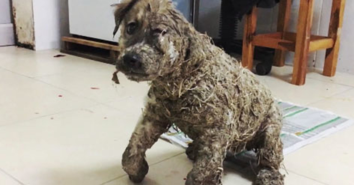 They Covered This Puppy in Superglue — But Rescuers Found Him Just in Time