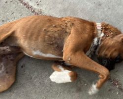 Boxer Puppy Collapses in Stranger’s Driveway — But Her Story Ends in the Sweetest Way