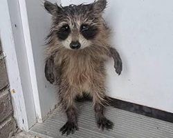 Soaked and Alone, Baby Raccoon Waits on Porch for Help After Storm