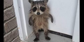 Soaked and Alone, Baby Raccoon Waits on Porch for Help After Storm