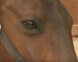 Emma the Horse Stuns Everyone by Giving Birth to Rare, Healthy Twins