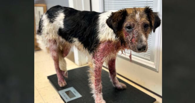 Shelter Volunteers Stunned by Owner’s Excuse for Dog’s Severe Injuries