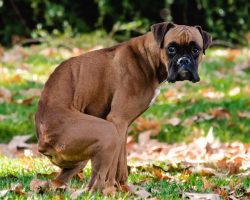 Why Your Dog Stares at You While Pooping — And Yes, It Might Break Your Heart