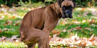 Why Your Dog Stares at You While Pooping — And Yes, It Might Break Your Heart
