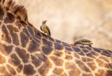 Photographer Captures Striking Giraffe — Then Learns the Heartbreaking Truth