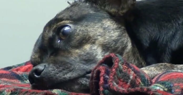 Zoey Was Hit by a Car and Left Broken — But She Refused to Give Up