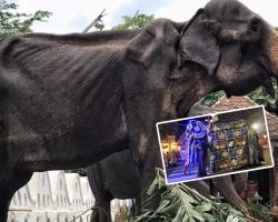 Images show a starving, weak 70-year-old elephant forced to walk miles for a festival