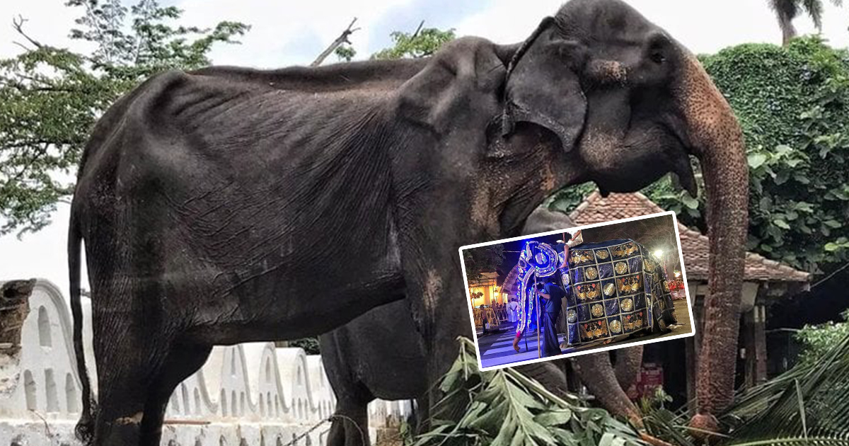 Images show a starving, weak 70-year-old elephant forced to walk miles for a festival