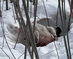 Thrown Out Like Trash: The Tragic Life and Heartbreaking End of Taho the Pit Bull