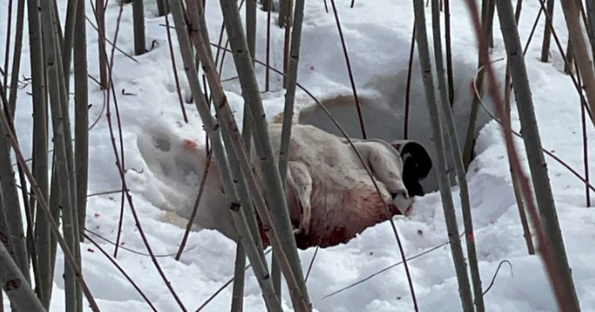 Thrown Out Like Trash: The Tragic Life and Heartbreaking End of Taho the Pit Bull