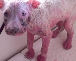 From Streets to Snuggles: Reba’s Stunning Journey from Neglect to Love