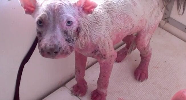 From Streets to Snuggles: Reba's Stunning Journey from Neglect to Love