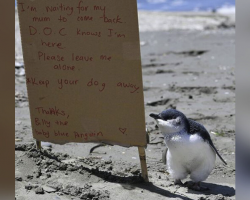 Lost Baby Penguin Gets the Sweetest Sign While Waiting on the Beach