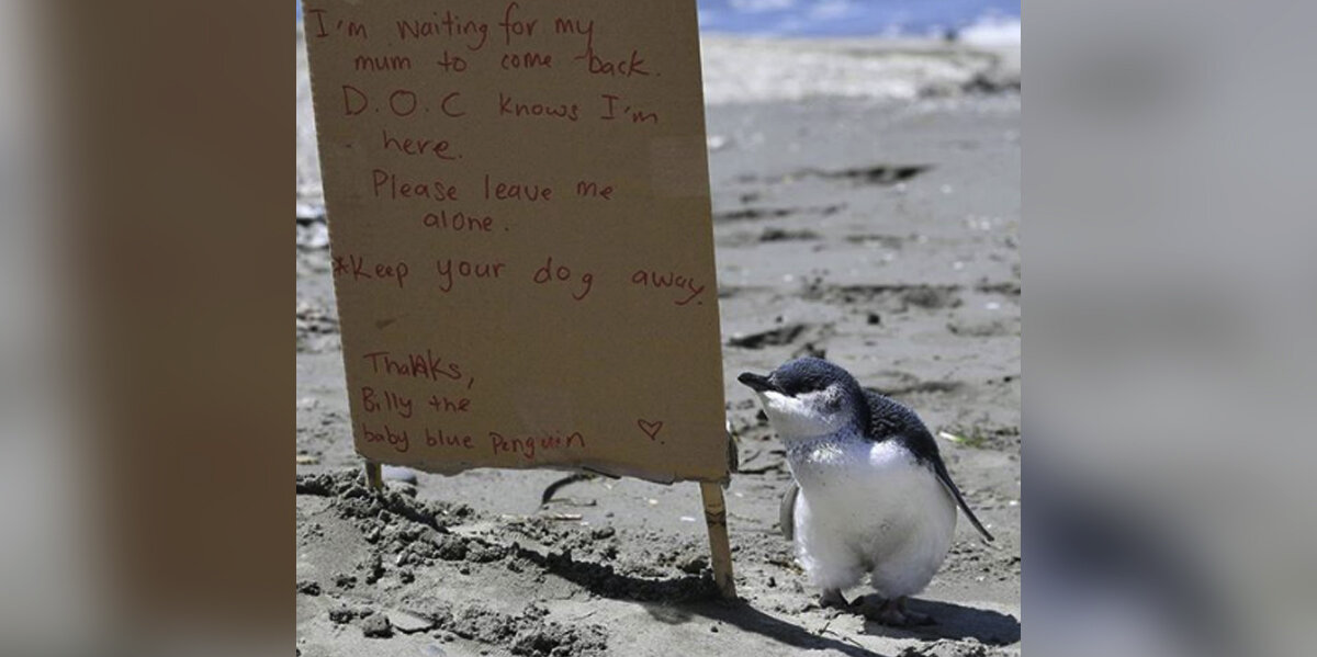 Lost Baby Penguin Gets the Sweetest Sign While Waiting on the Beach